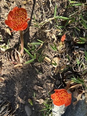 Haemanthus coccineus