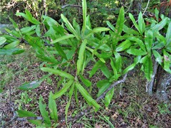 Quercus phellos
