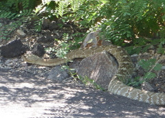 Crotalus molossus molossus
