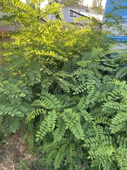 Robinia pseudoacacia