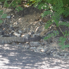 Crotalus molossus molossus