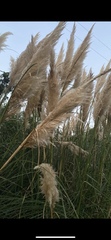 Cortaderia
