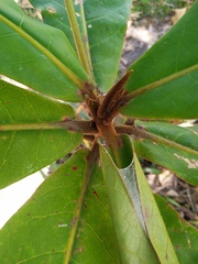 Cryptocarya hypospodia