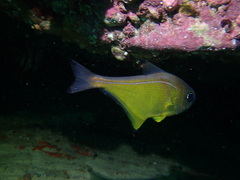 Pempheris affinis