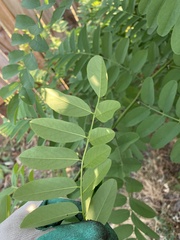 Robinia pseudoacacia