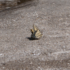 Papilio multicaudata