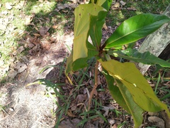 Cryptocarya hypospodia