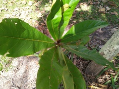 Cryptocarya hypospodia