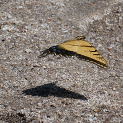 Papilio multicaudata