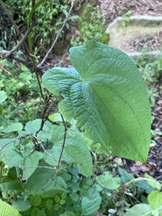 Dioscorea galeottiana