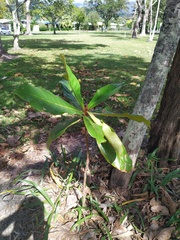 Cryptocarya hypospodia