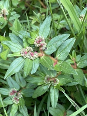 Euphorbia nocens