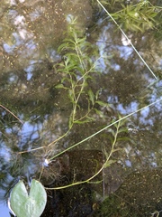 Potamogeton crispus