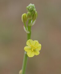 Bulbine semibarbata
