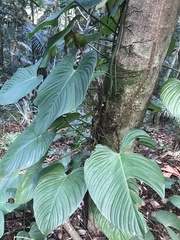 Philodendron ornatum
