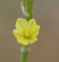 Bulbine semibarbata