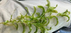 Potamogeton crispus