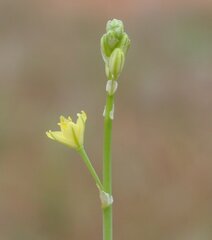 Bulbine semibarbata