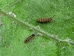 Collembola