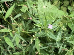 Epilobium parviflorum