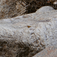 Copaeodes aurantiaca