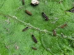 Collembola