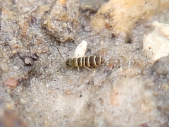 Collembola