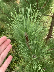 Pinus resinosa