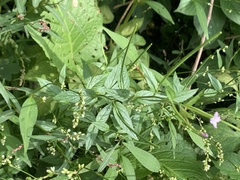 Epilobium parviflorum