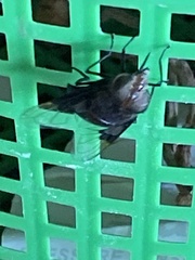 Copestylum violaceum