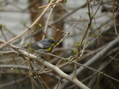 Setophaga coronata auduboni