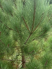 Pinus resinosa