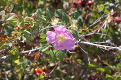 Rosa californica