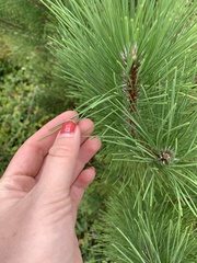 Pinus resinosa