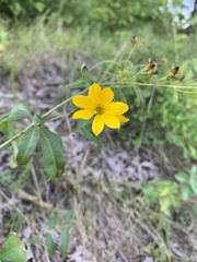 Coreopsis major