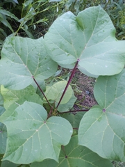Paulownia tomentosa