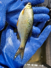 Notemigonus crysoleucas