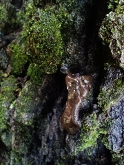 Dacrymycetaceae