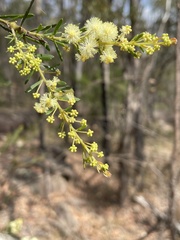 Acacia linifolia