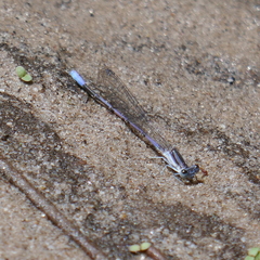 Argia hinei