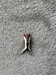 Eudryas unio