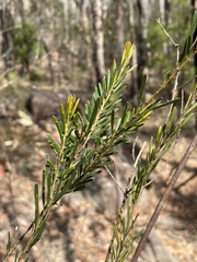 Acacia linifolia