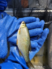 Notemigonus crysoleucas