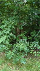 Frangula alnus
