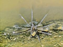 Dolomedes mizhoanus