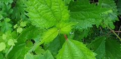 Urtica thunbergiana