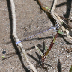 Argia hinei