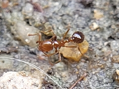 Solenopsis