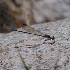 Argia