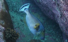 Meuschenia freycineti